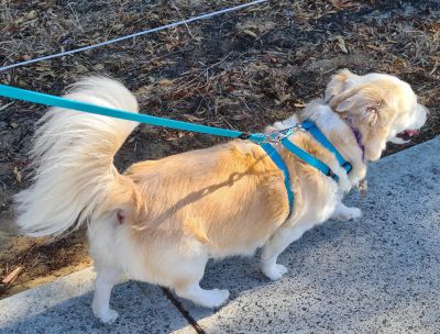 Best harness clearance for fearful dog